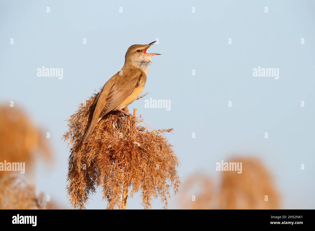 Reedtop hi-res stock photography and images - Alamy