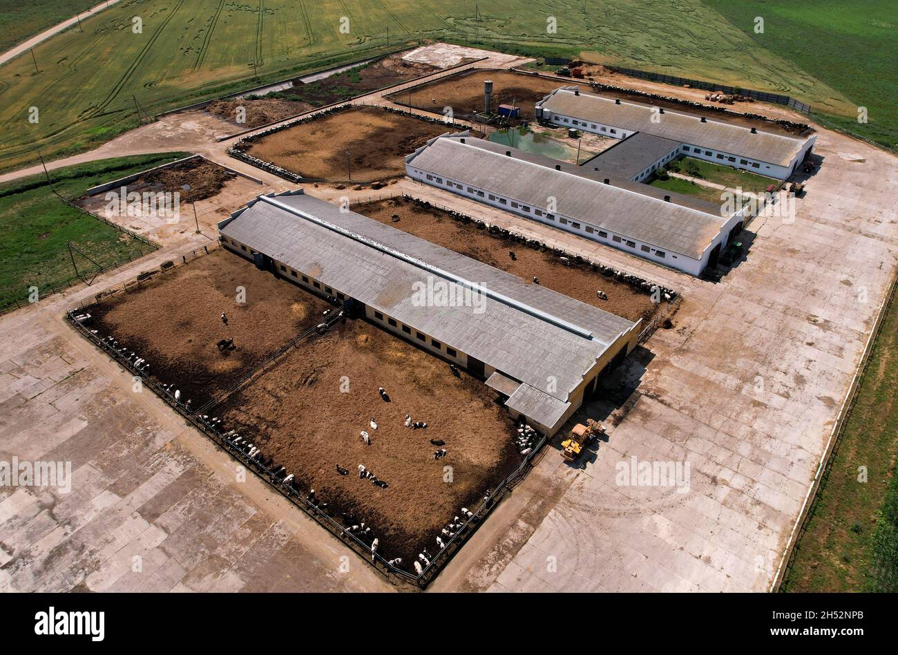 Top view of the farm with cows and pigs in the village. Production of milk and Animal husbandry