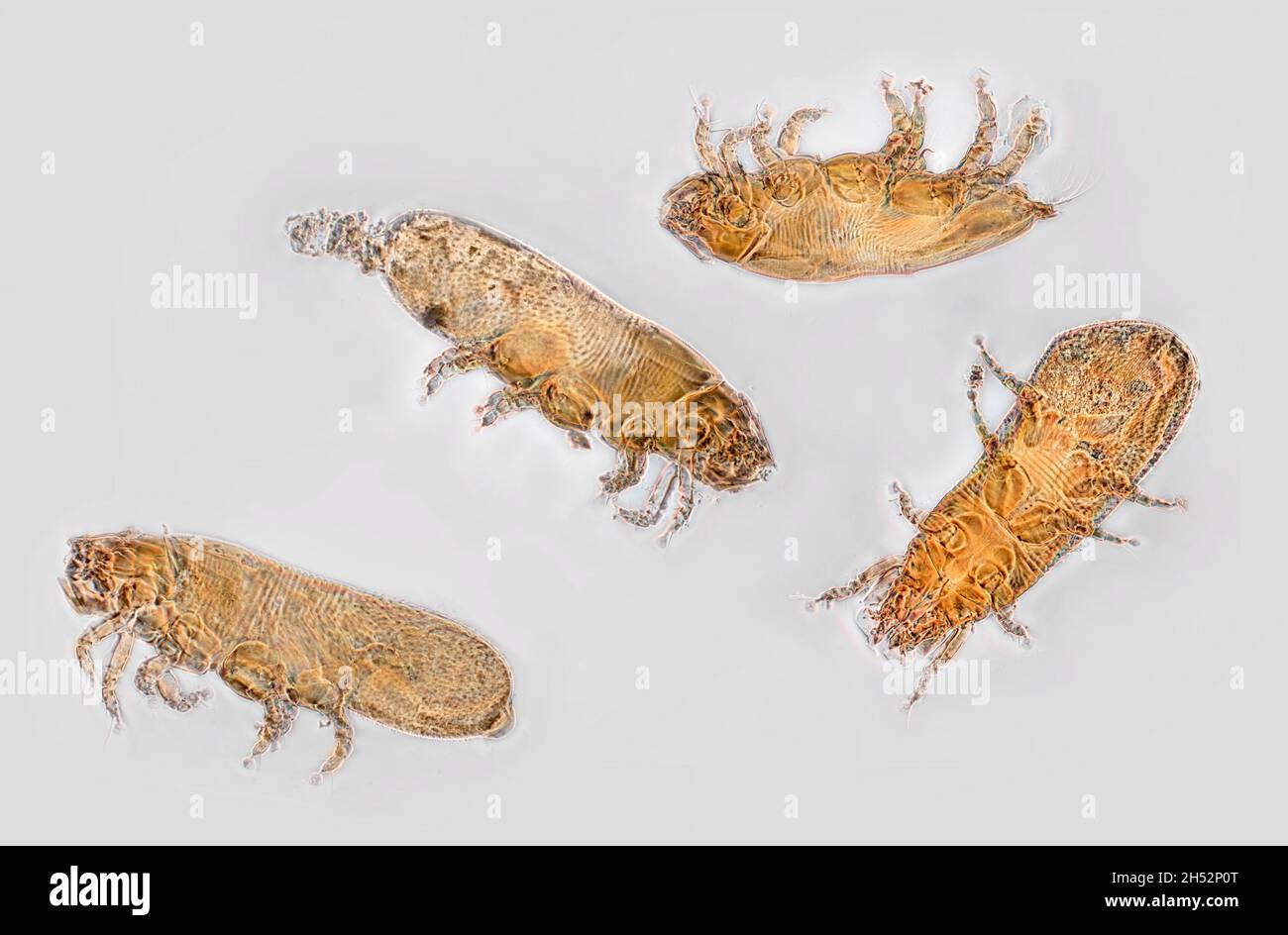 Acari mites from a rat. Phase contrast illumination, photomicrograph Stock Photo