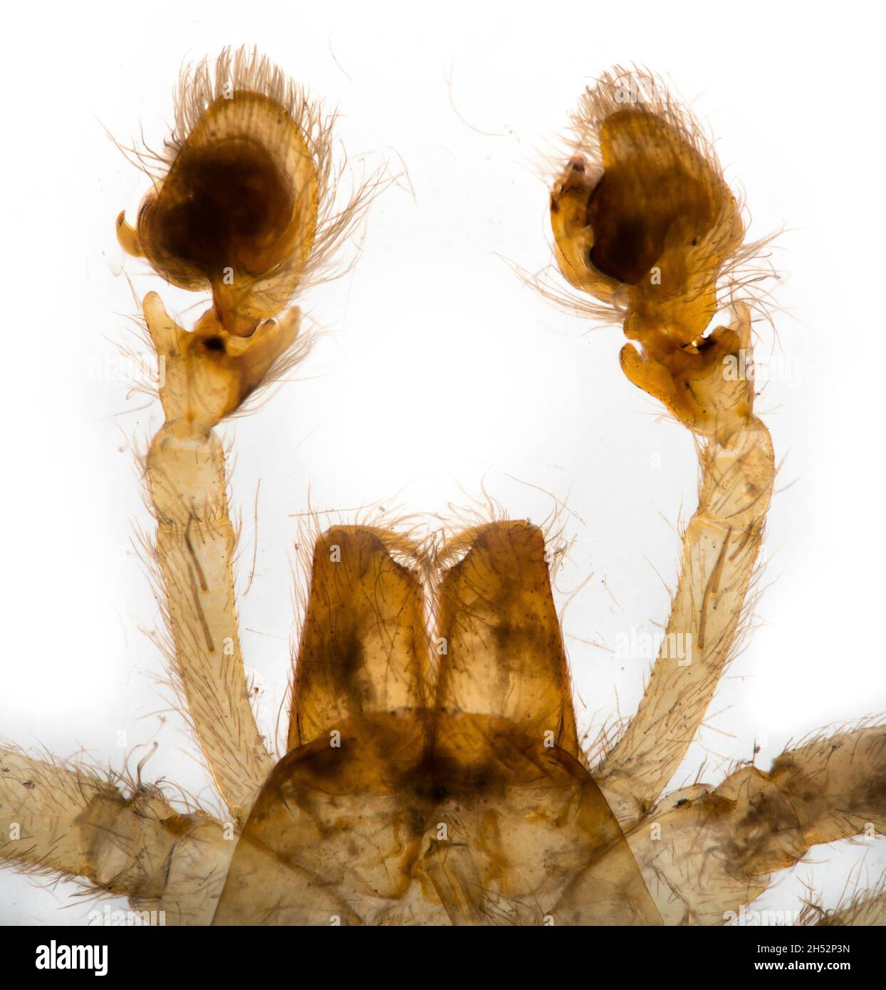 Amaurobius fenestralis, spider palps, brightfield photomicrograph Stock Photo
