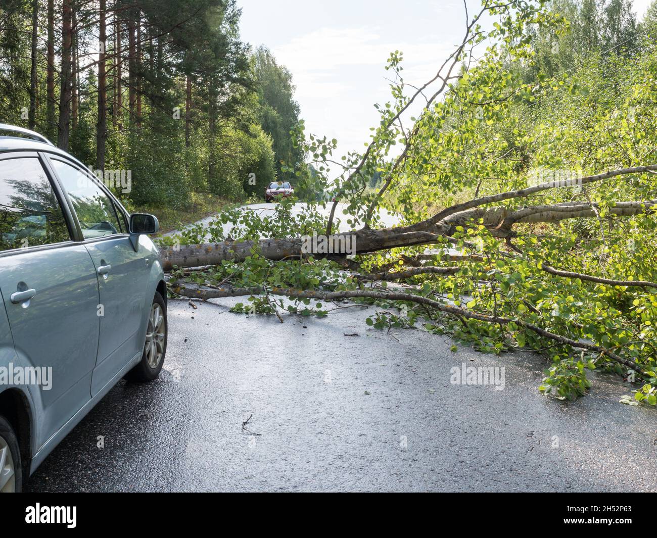 Asphalt road blocked by fallen tree Stock Photo