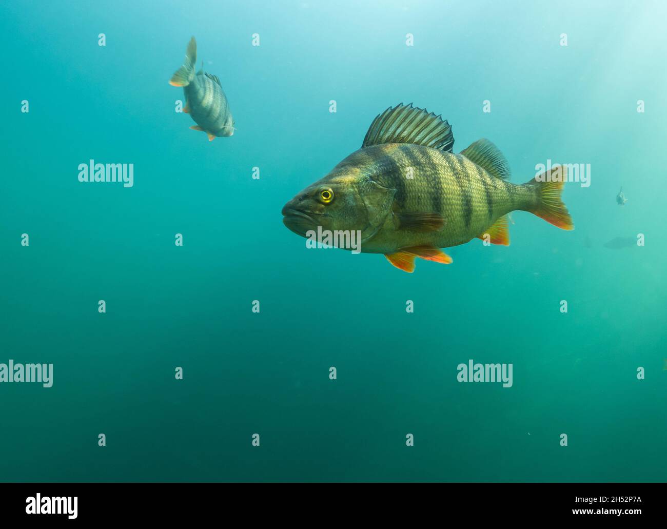 Big european perch in clear-watered lake Stock Photo
