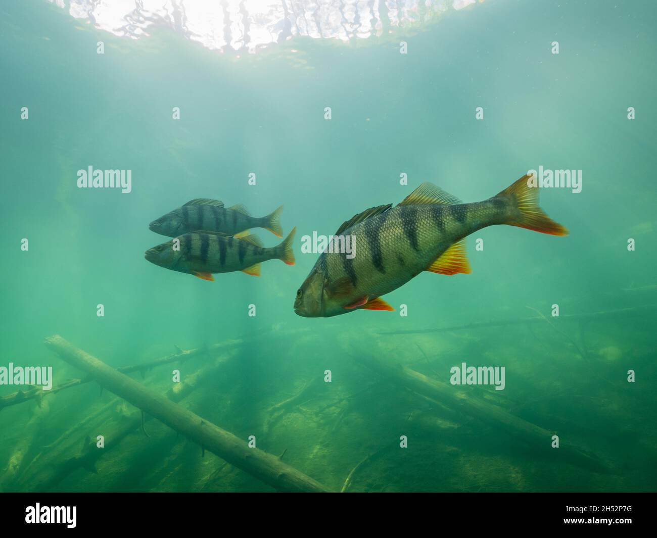 Group of big perch swimming in lake Stock Photo