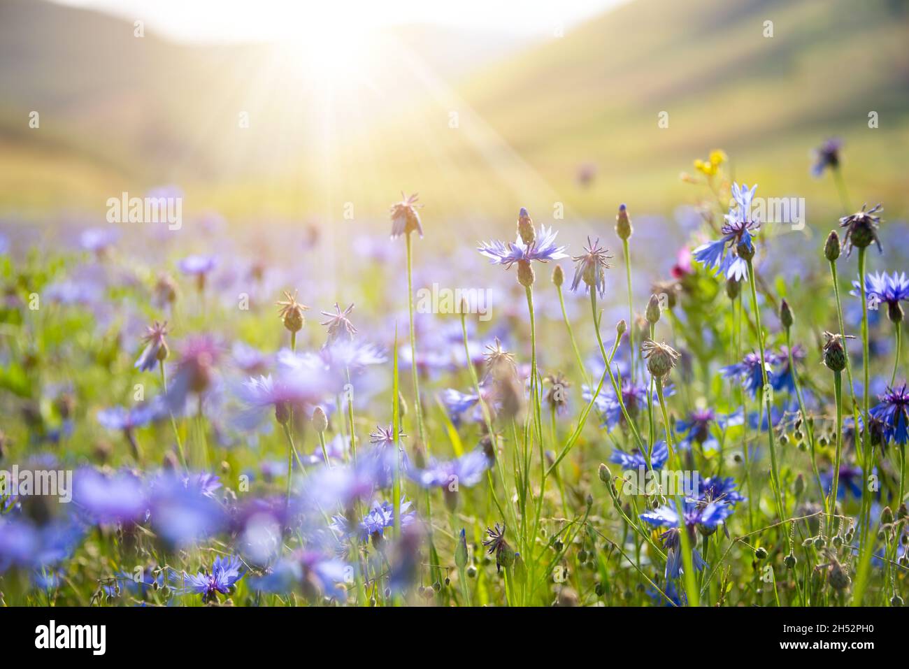 Various wild flowers in a beautiful summer field lit by sun Stock Photo ...