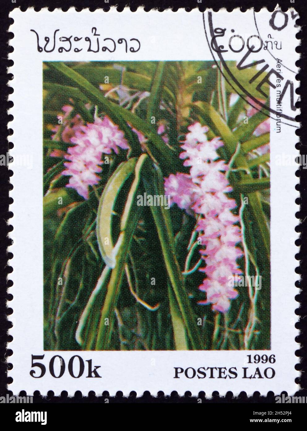LAOS - CIRCA 1996: a stamp printed in Laos shows multi-flowered aerides, aerides multiflorum, is a species of orchid native to Southeast Asia, circa 1 Stock Photo