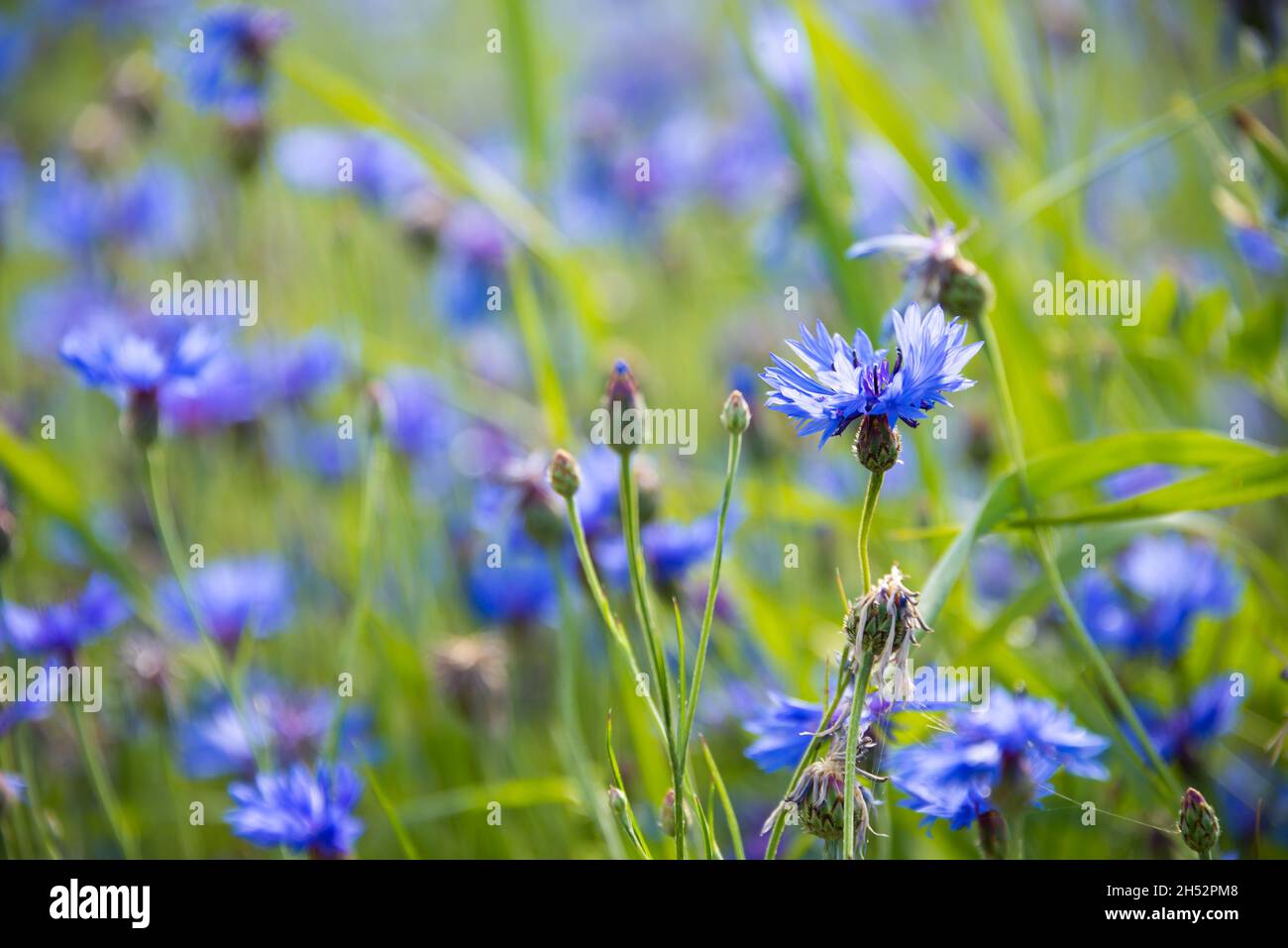 Various wild flowers in a beautiful summer field lit by sun Stock Photo ...