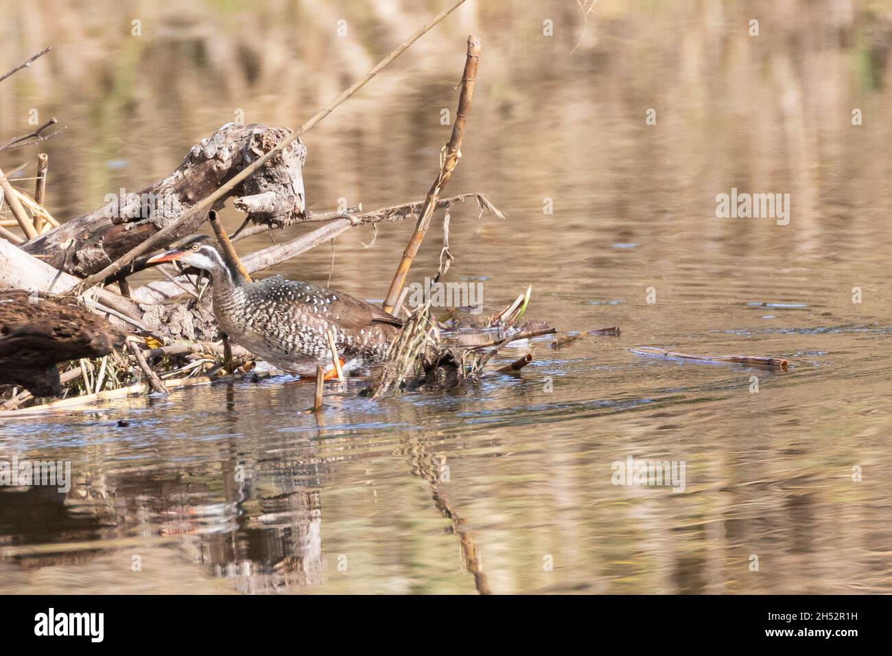 African Finfoot female  (Podica senegalensis) Breede River, Robertson, Western Cape, South Africa Stock Photo