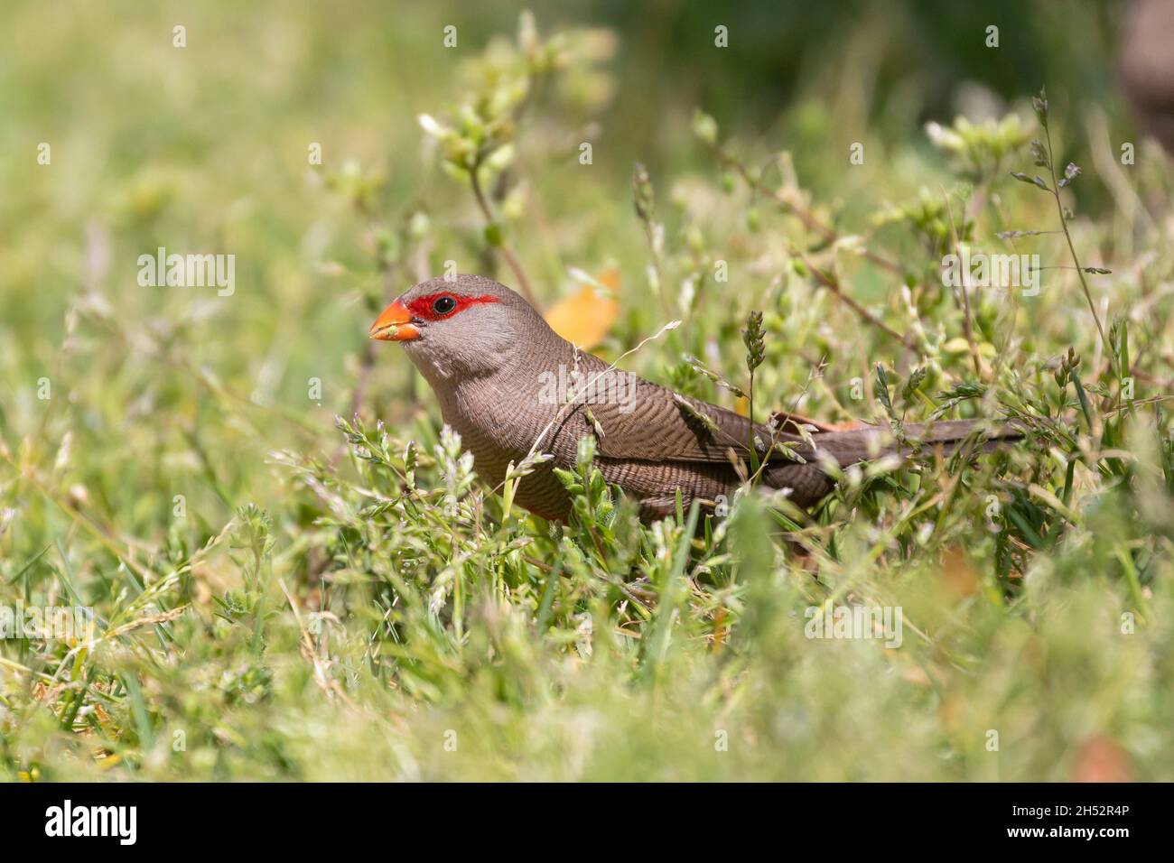 Common Waxbill or St Helena Waxbill (Estrilda astrild) a small estrildid finch foraging for seeds on grass in spring, Western Cape, South Africa Stock Photo