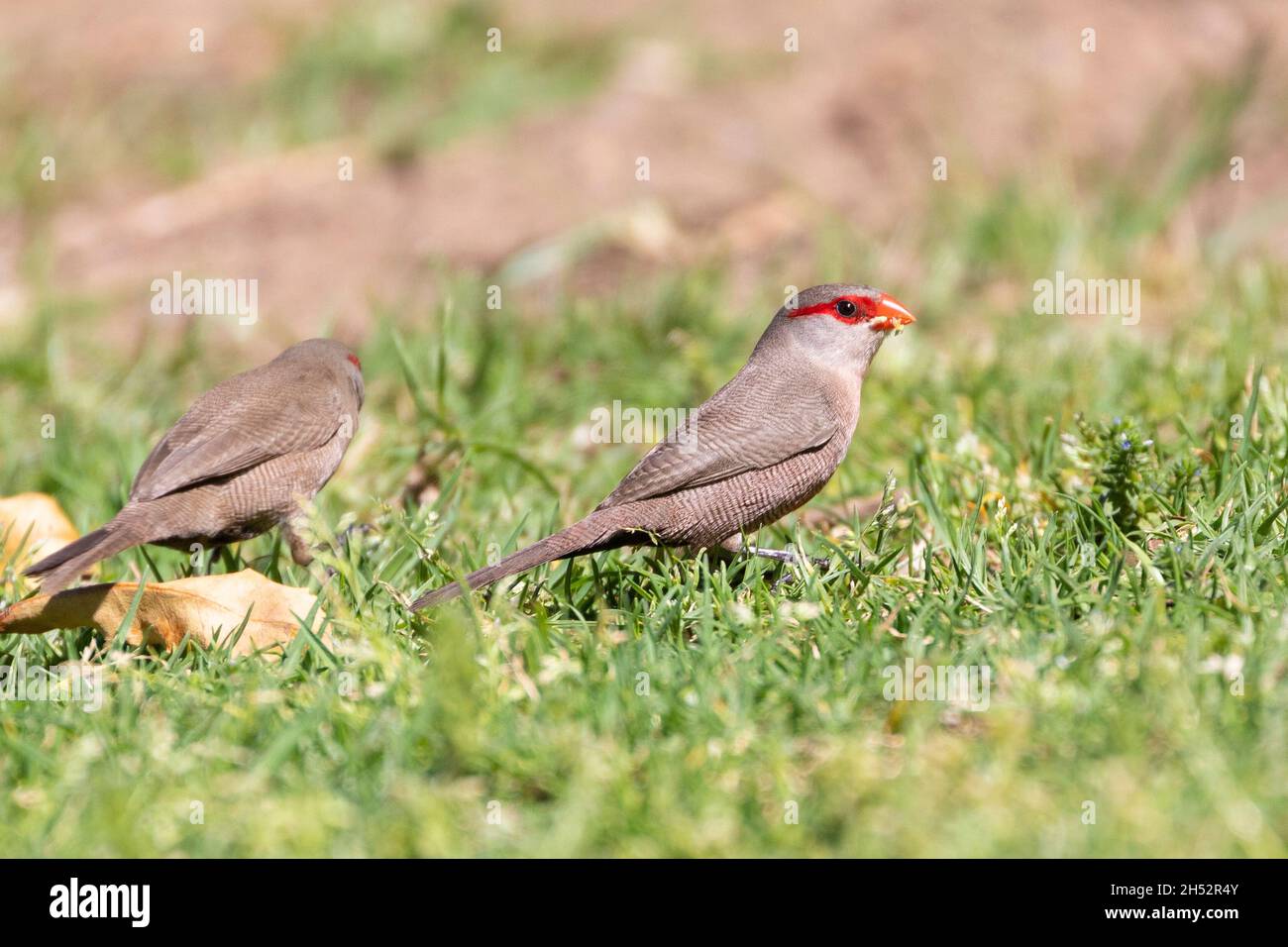 Common Waxbill or St Helena Waxbill (Estrilda astrild) a small estrildid finch foraging for seeds on grass in spring, Western Cape, South Africa. Stock Photo