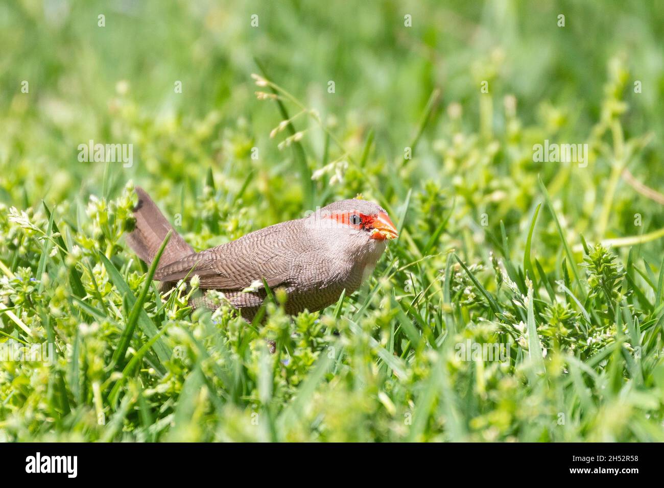 Common Waxbill or St Helena Waxbill (Estrilda astrild) a small estrildid finch foraging for seeds on grass in spring, Western Cape, South Africa Stock Photo