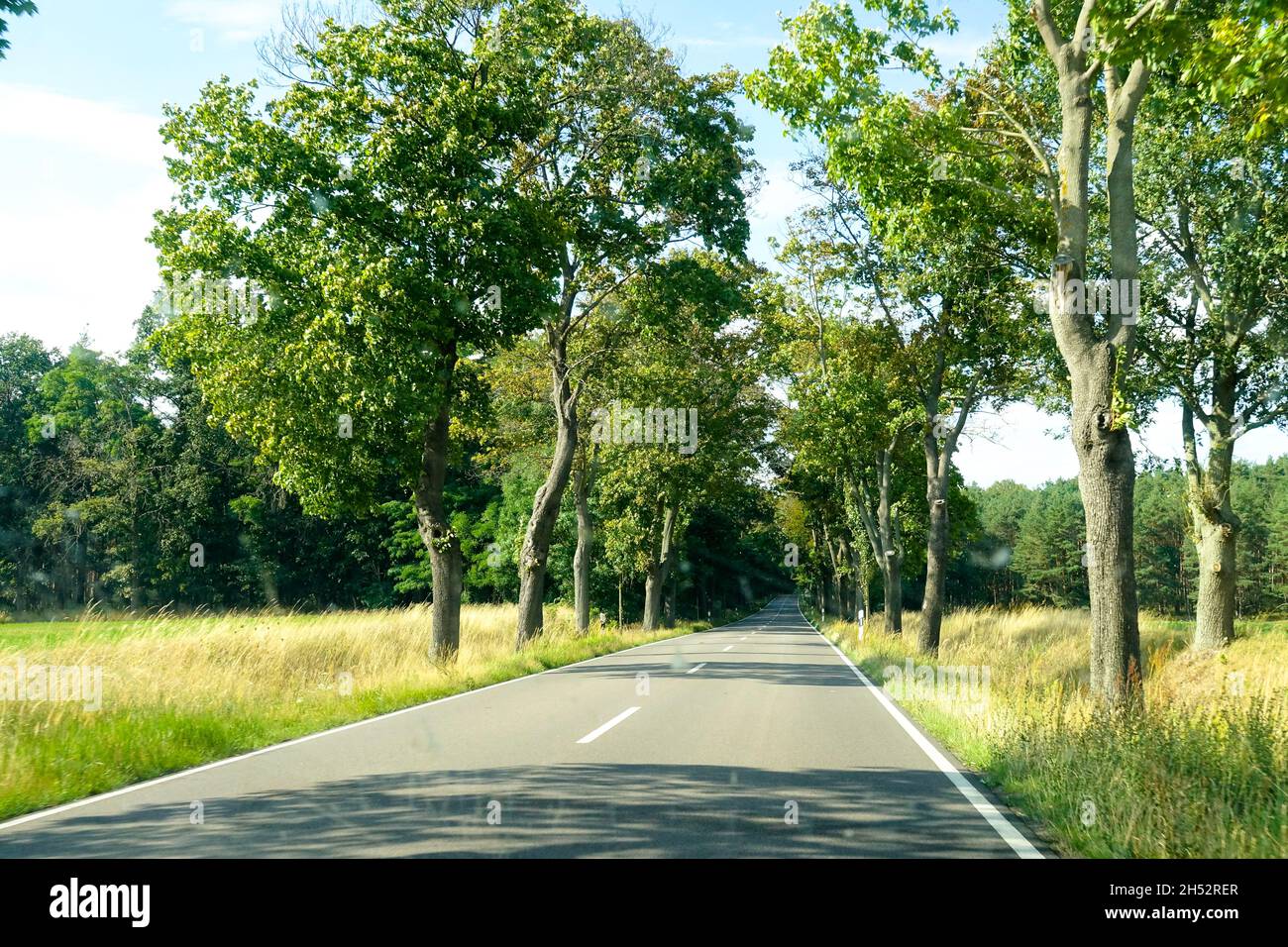 Germany country road trees Stock Photo