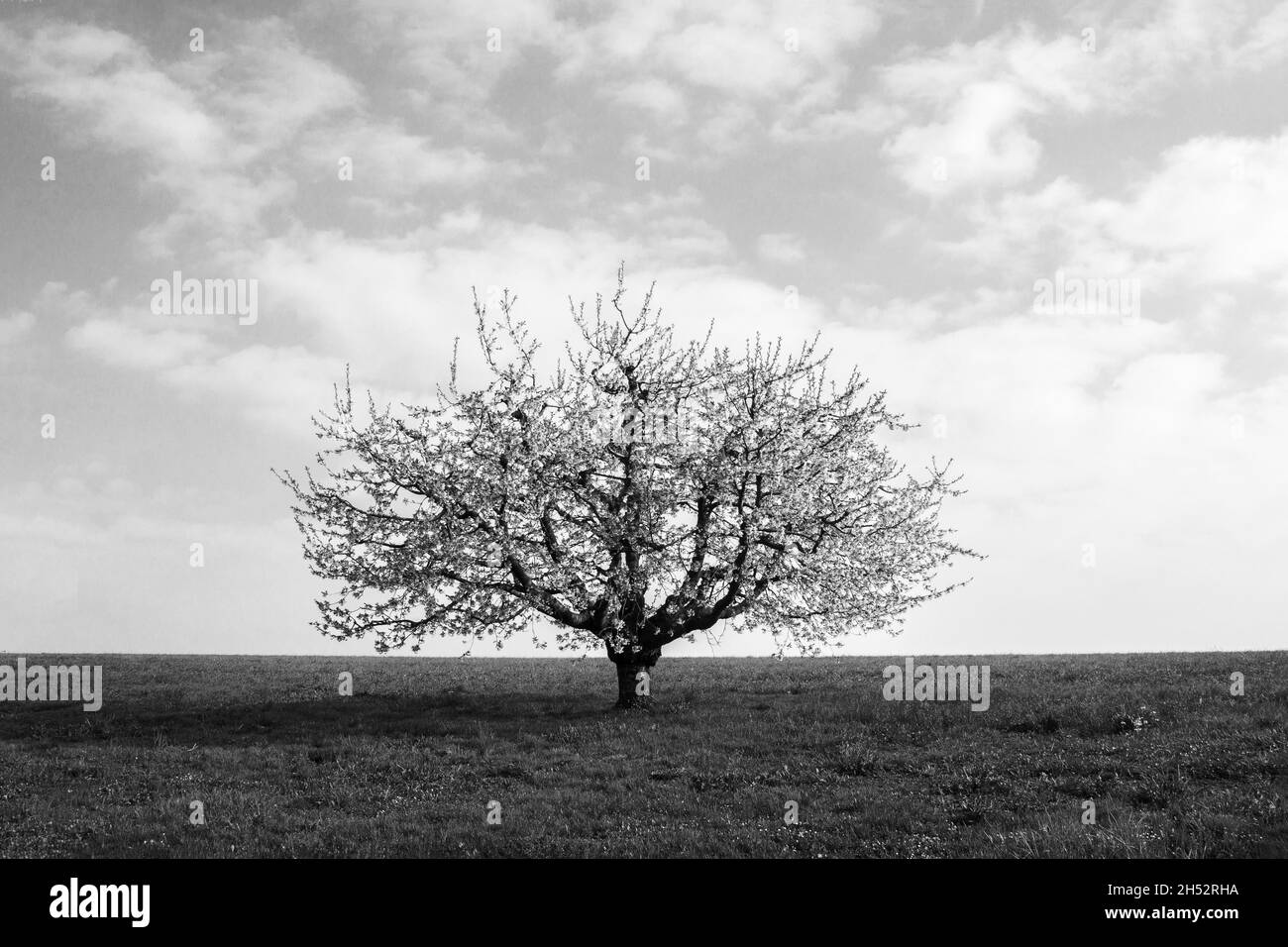 A single blooming cherry tree in the soft morning sun shines against blue sky (black and white) Stock Photo