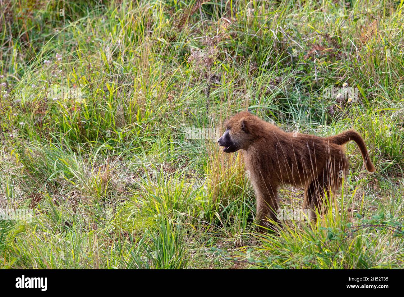 Wild mammalian animals in their natural environment Stock Photo Alamy
