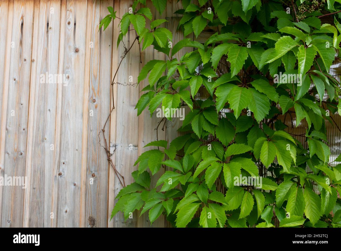 Natural background of girlish grapes. Green fence of parthenocissus henryana. Wild grapes, green foliage, background Stock Photo