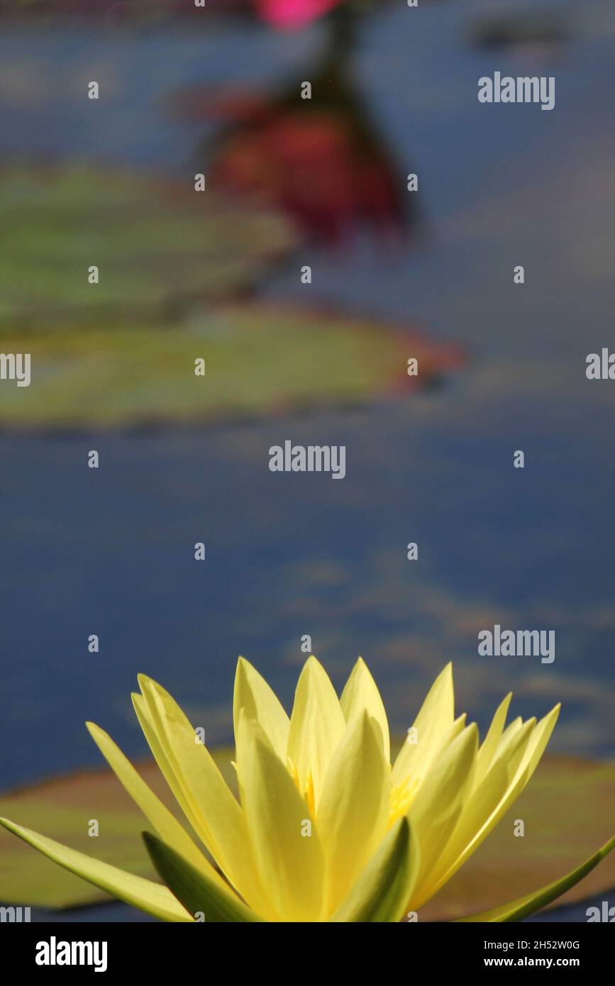 Bright yellow water lily flowers growing in the summer lily pond Stock