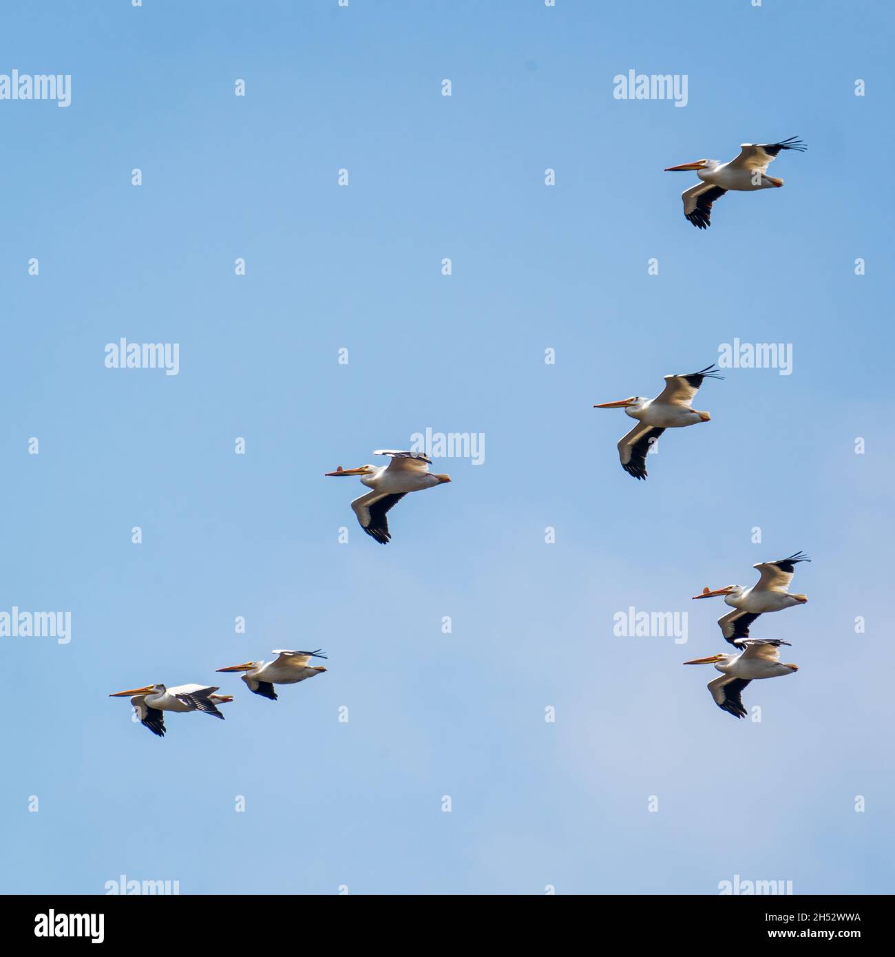 I photographed this squadron of pelicans soaring above me along the shores of Lake Michigan on Washington Island, Door County Wisconsin. Stock Photo