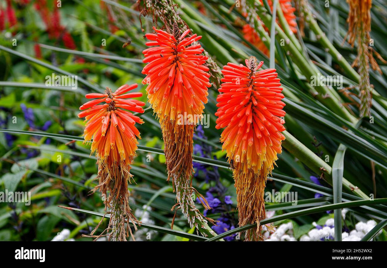 Red hot pokers, cultivated flowers, 3 blossoms, perennial flowering plant, red-orange, yellow, spikes, tubular, bottom drying, turning brown, Asphodel Stock Photo