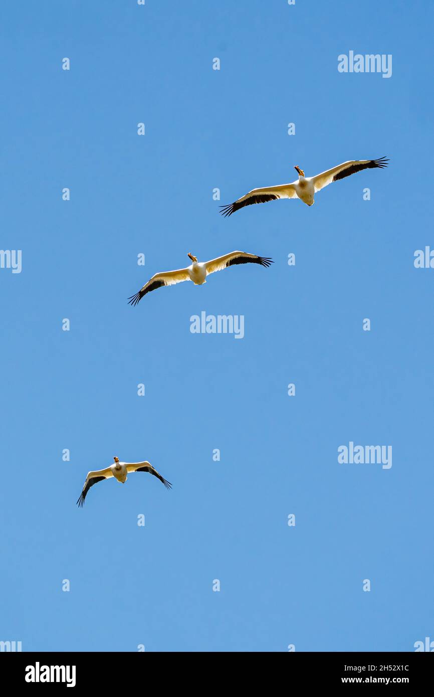 I photographed this squadron of pelicans soaring above me along the shores of Lake Michigan on Washington Island, Door County Wisconsin. Stock Photo
