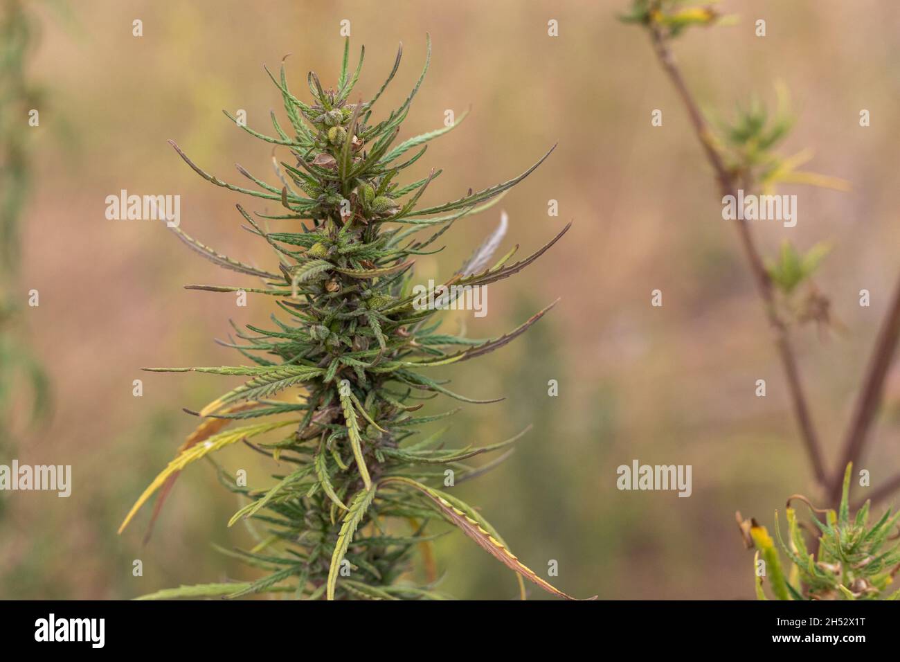 The top of the cannabis bush is green-purple in color. Blurred background Stock Photo