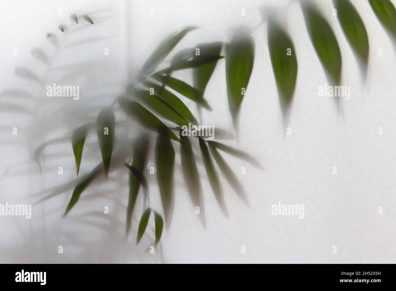 Plant behind frosted glass hires stock photography and images Alamy