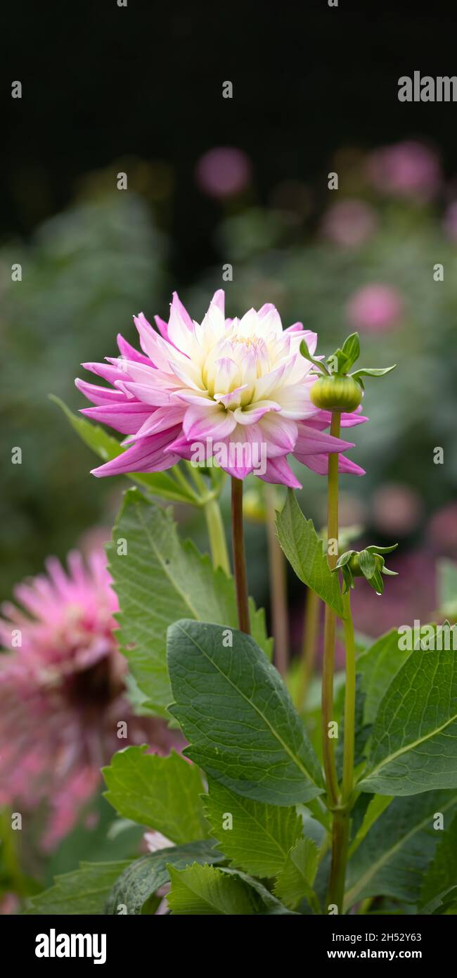 Upright panorama of flower and bud of Dahlia Hillcrest Candy in late summer in the garden Stock Photo