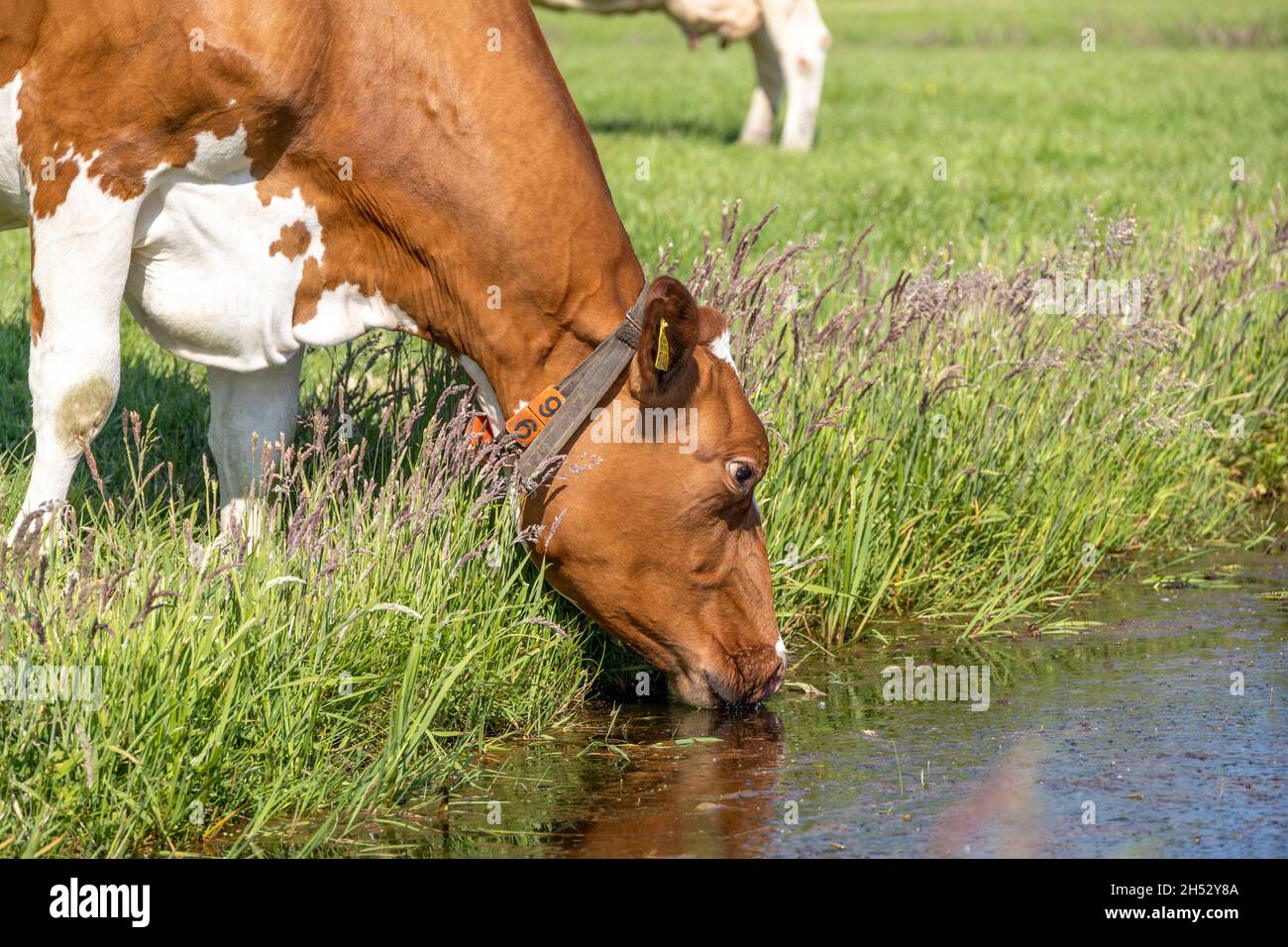 Cow drinking, head down, water on the edge of the creek a rustic