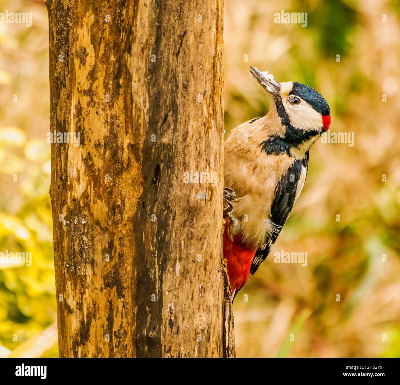 Male Great Spotted Woodpecker in Cotswolds Garden Stock Photo