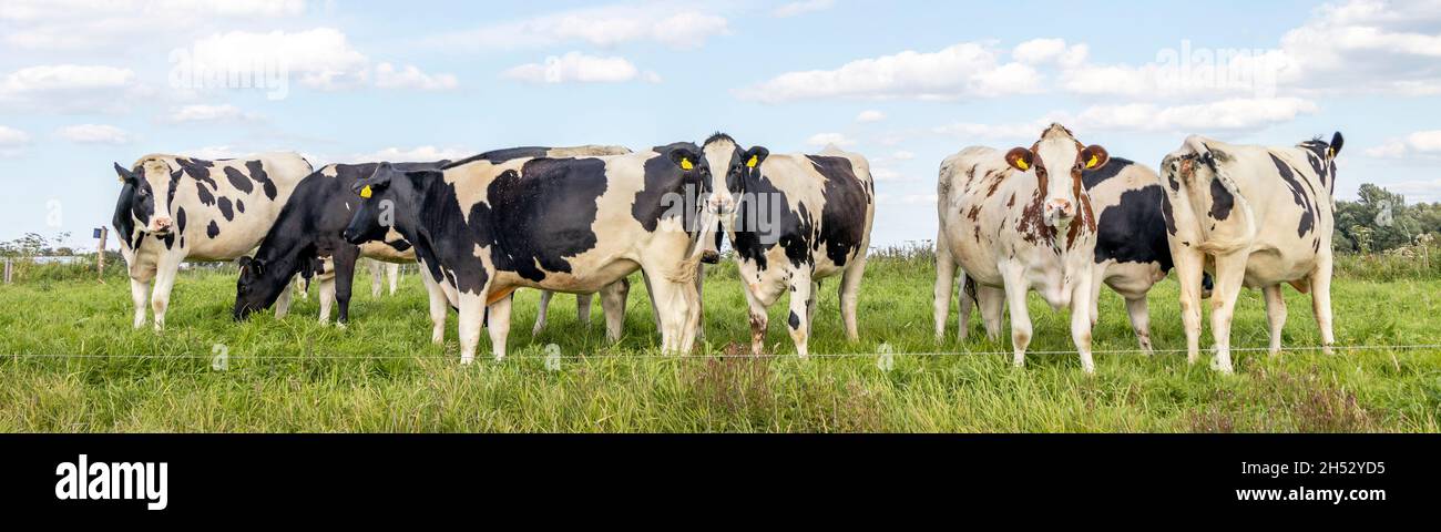 Cows grazing in a meadow, group together, a panoramic wide view Stock Photo