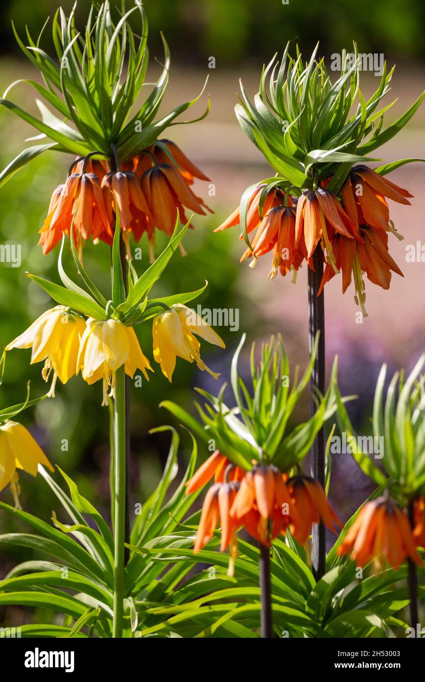 Beautiful bloom of Crown Imperial (Fritillaria imperialis) in the garden Stock Photo