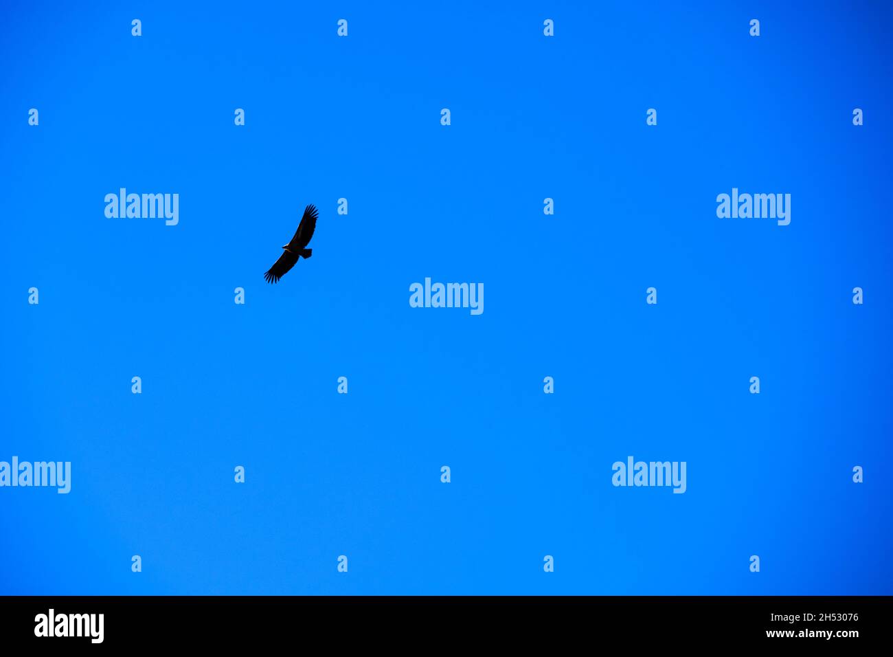 Kettle of vultures hires stock photography and images Alamy