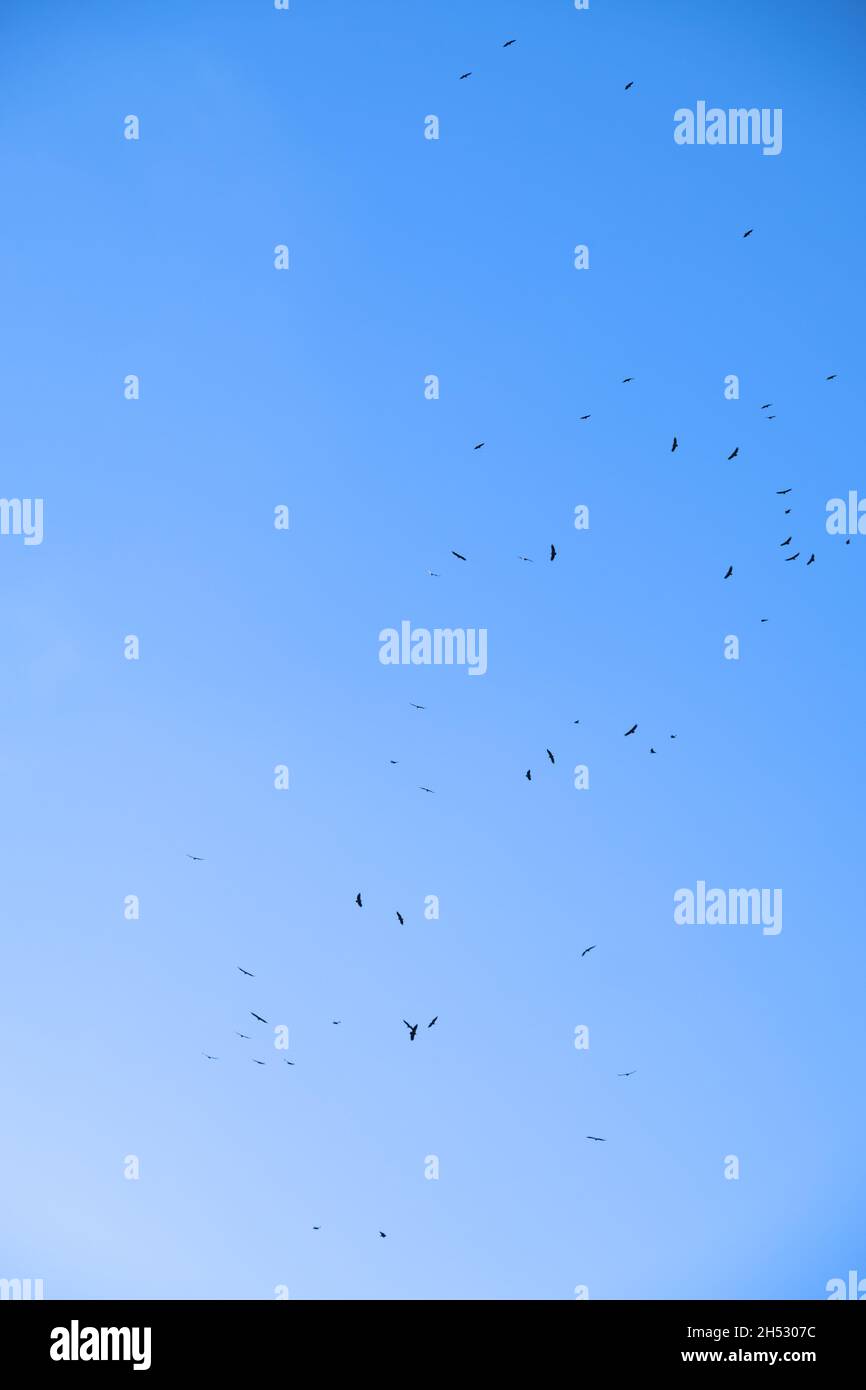 Kettle of vultures hires stock photography and images Alamy