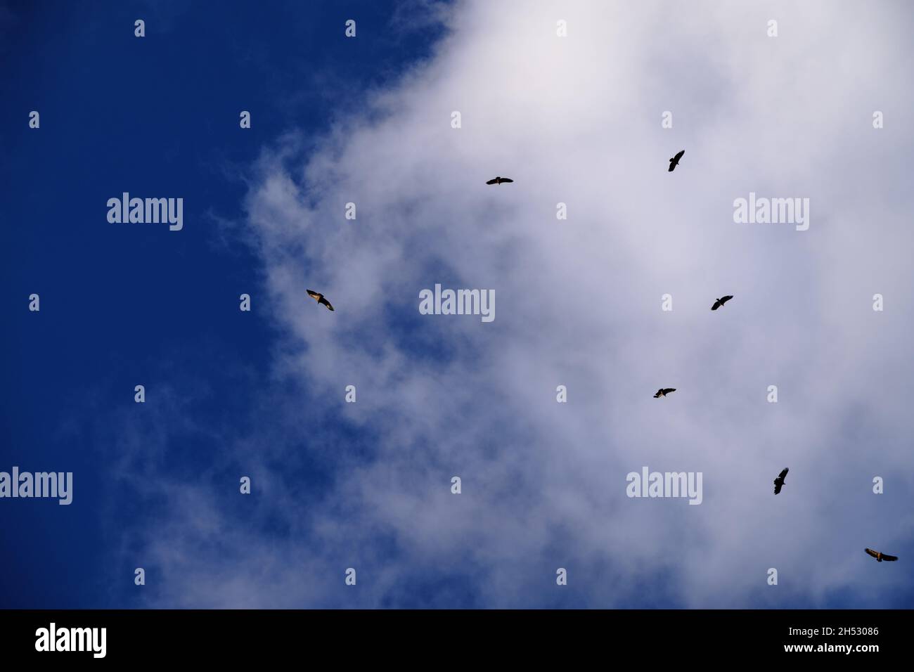 Kettle of vultures hires stock photography and images Alamy