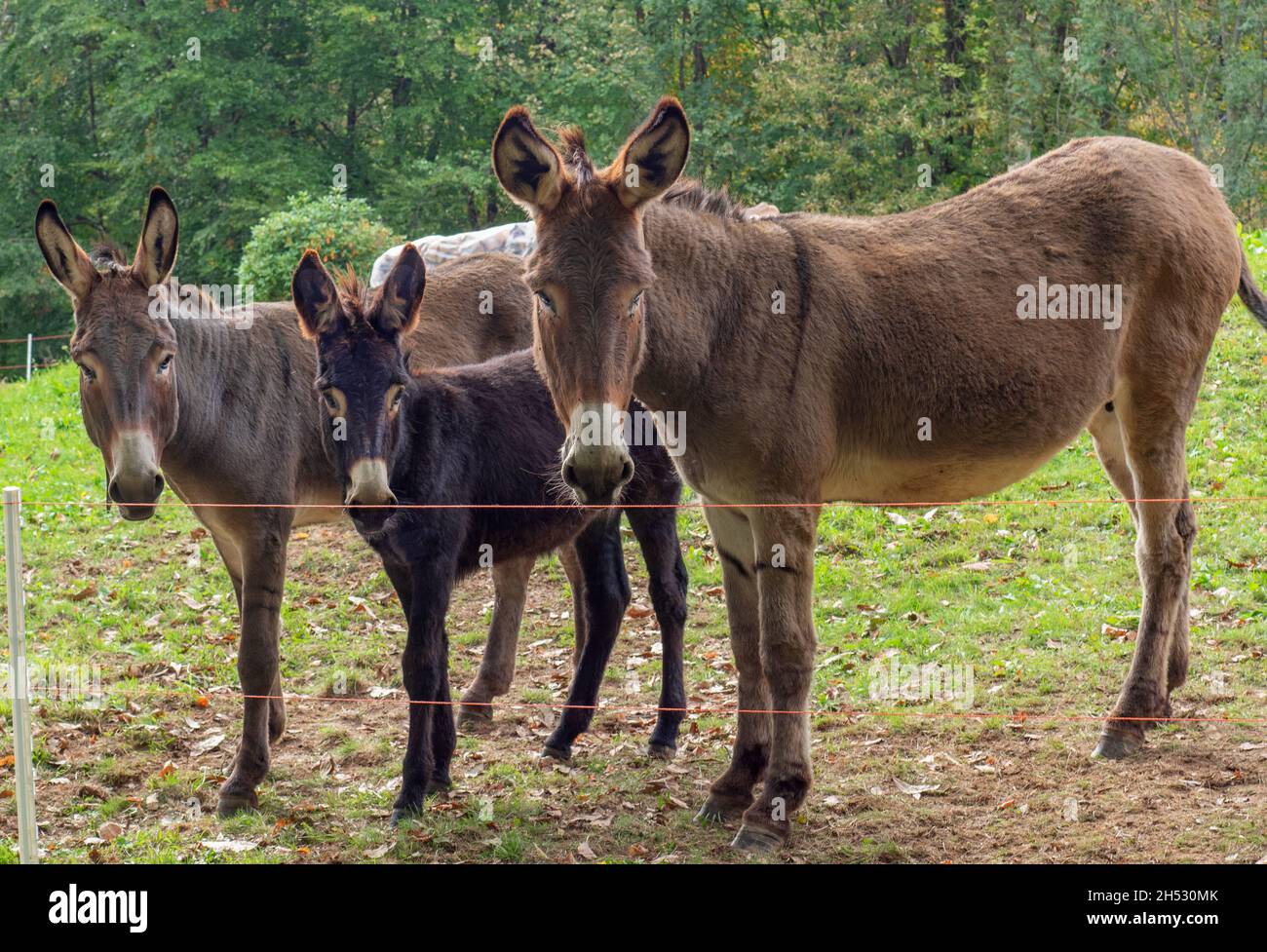 three donkeys in the fence, curious guests of the farm Stock Photo Alamy