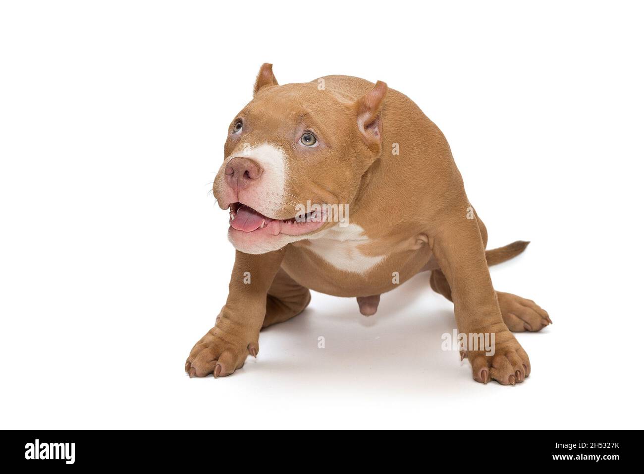 Small, funny American bully puppy, isolated on white background Stock Photo