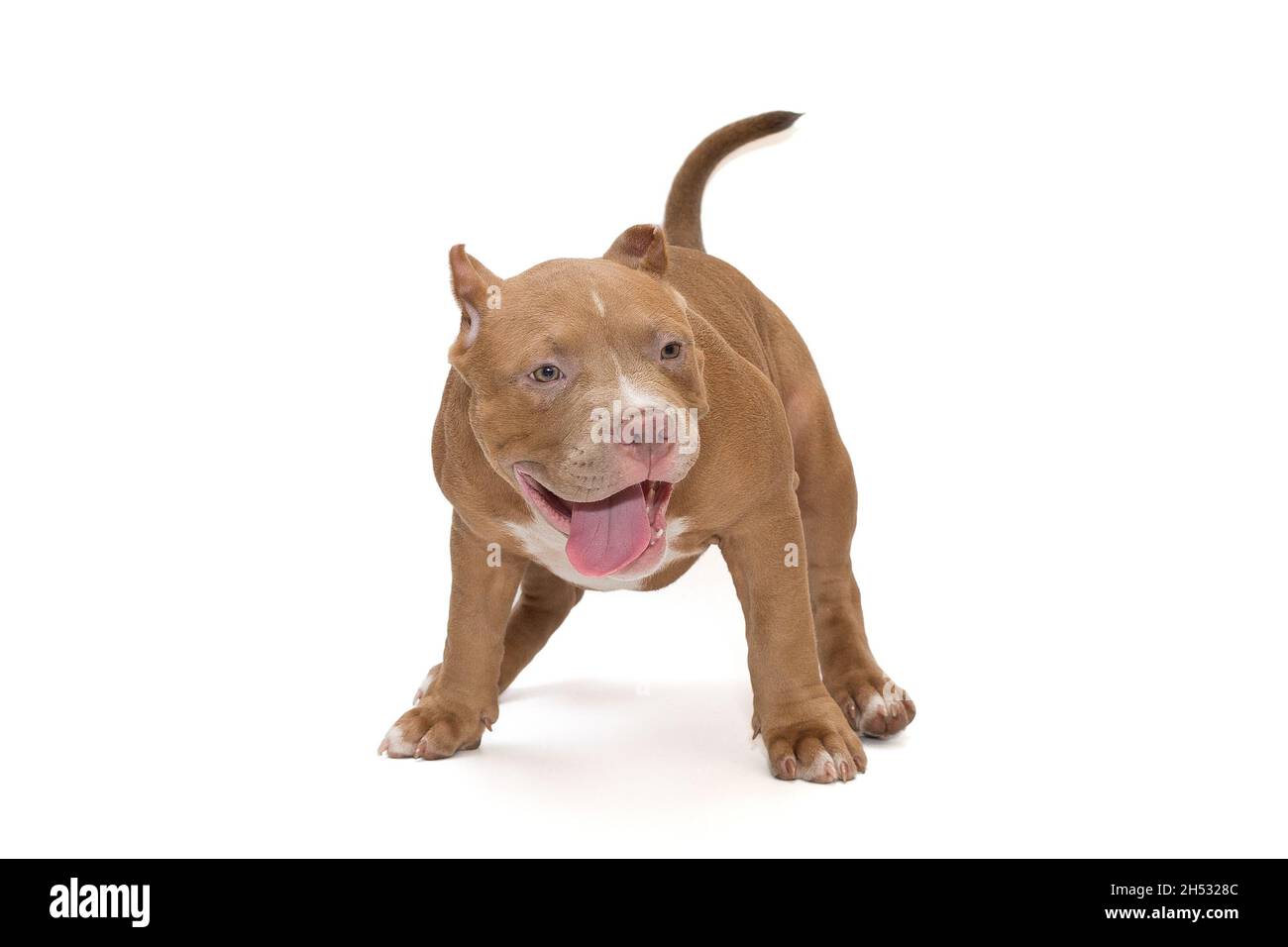 Small American bully puppy grimaces, isolated on a white background Stock Photo