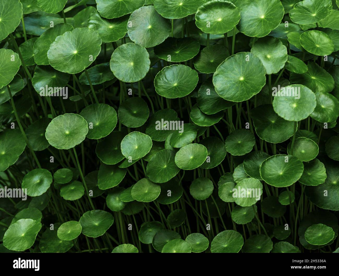 Leaves of Hydrocotyle umbellate in the garden Stock Photo