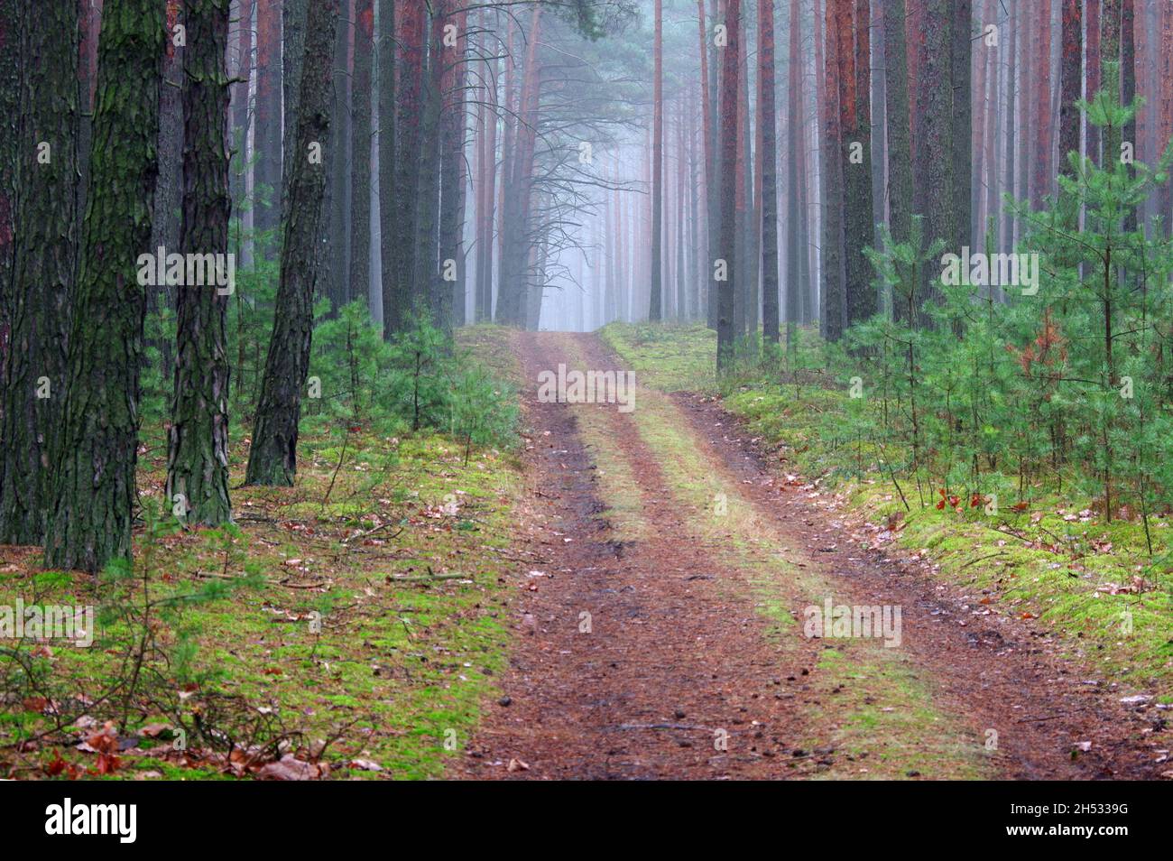 Tall pine forest. It's a misty morning. A haze drifts between the trees. The rays of the rising sun breaking through the fog create picturesque streak Stock Photo