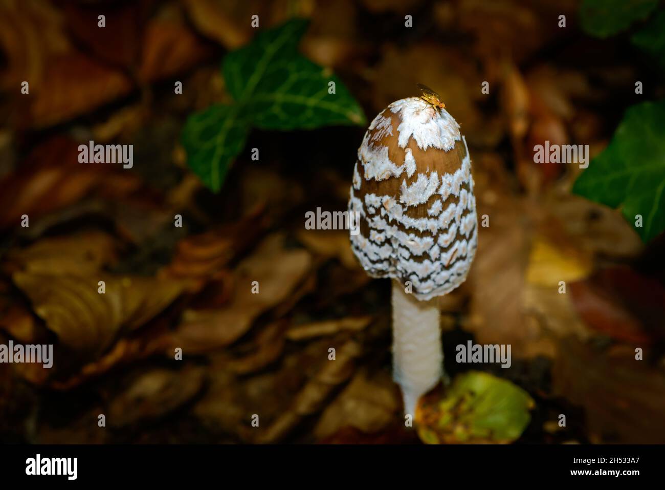 Coprinus picaceus or Magpie fungus mushroom in dark forest Stock Photo