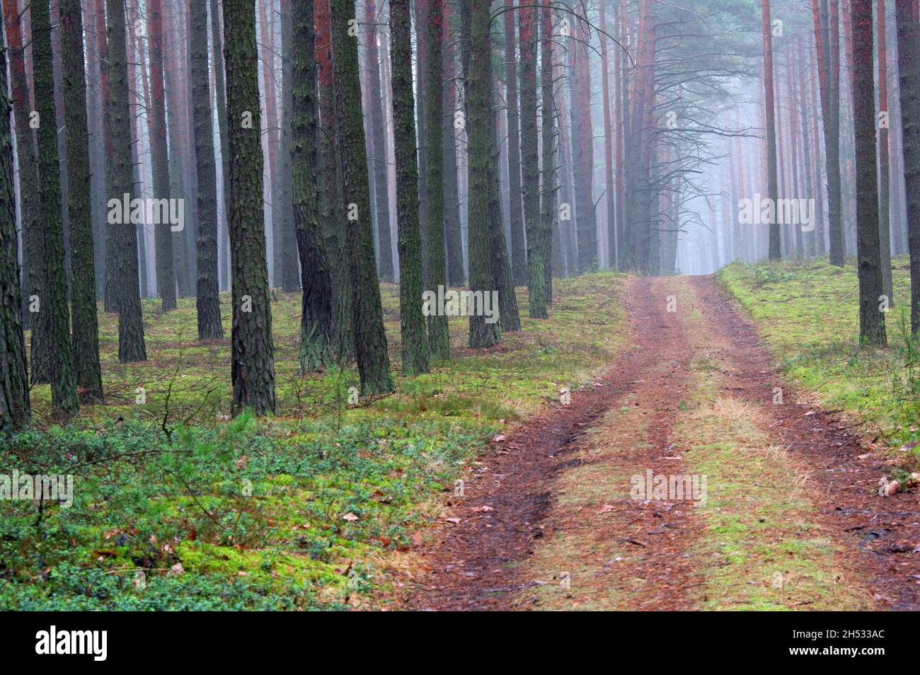 Tall pine forest. It's a misty morning. A haze drifts between the trees. The rays of the rising sun breaking through the fog create picturesque streak Stock Photo
