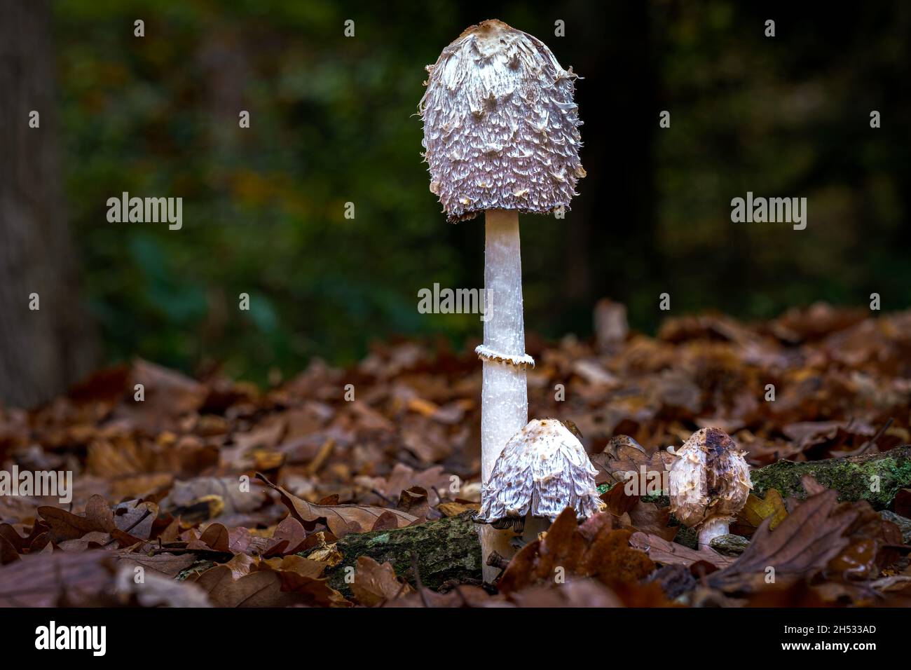 Scaly ink mushroom, Coprinus comatus,or the shaggy ink cap mushroom Stock Photo