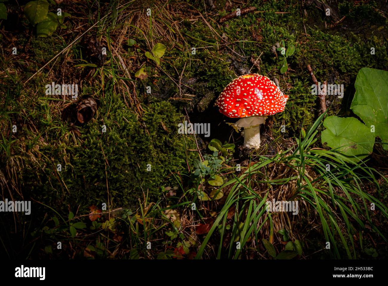 Amanita muscaria, commonly known as the fly agaric mushroom Stock Photo