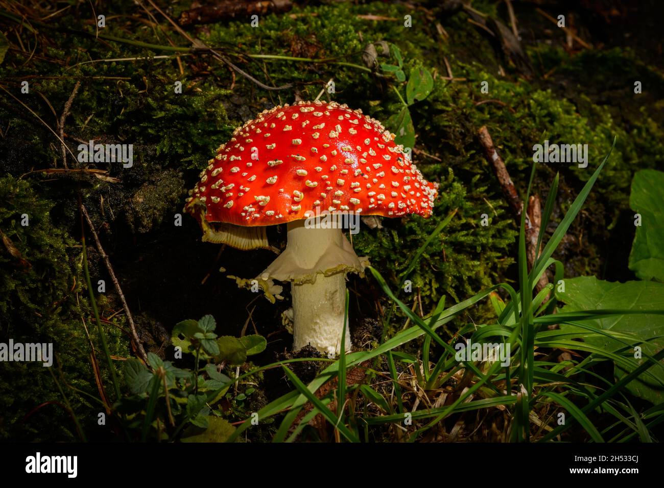 Amanita muscaria, commonly known as the fly agaric mushroom Stock Photo