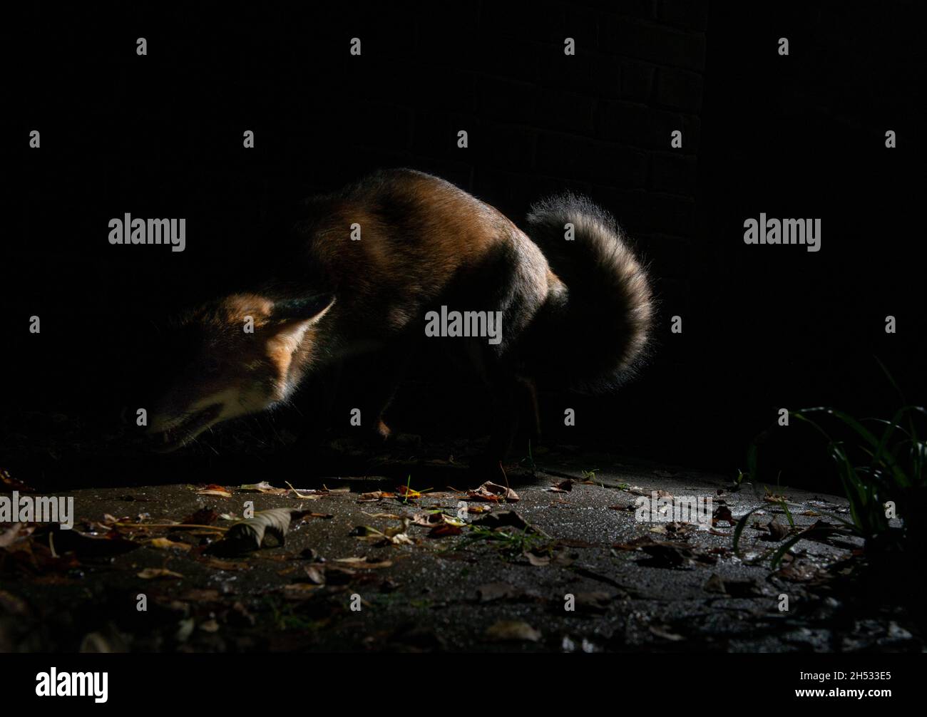 Fox at night on paved patio in darkness with light on body, crouching low, curled body with mouth open, in defensive posture defending it's territory Stock Photo