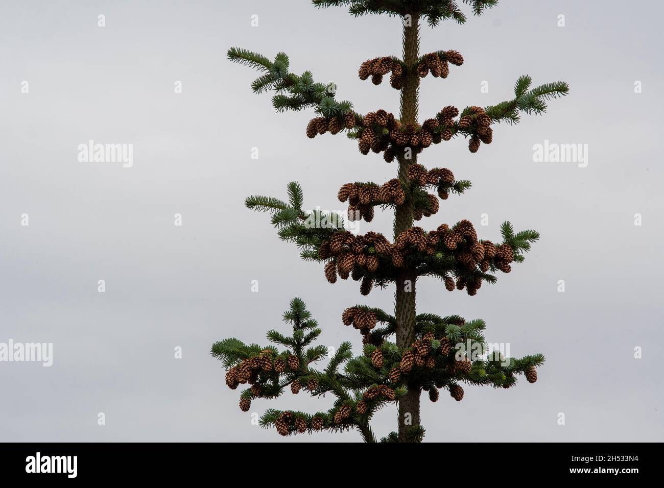 Landscape of Picea engelmannii spruce tree Selfoss South Iceland Stock Photo