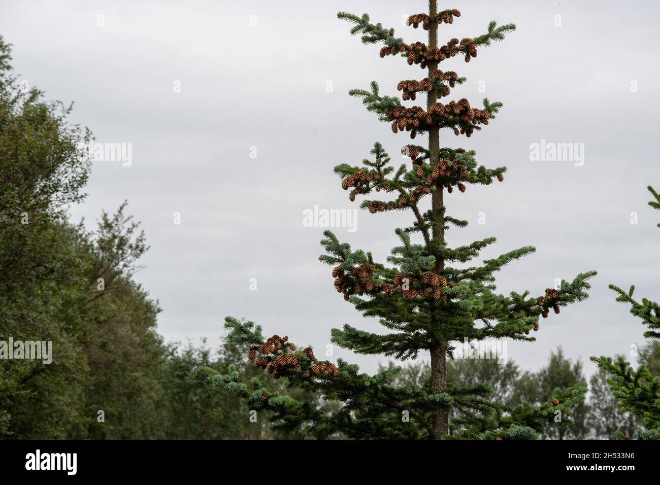 Landscape of Picea engelmannii spruce tree in Selfoss Iceland Stock Photo