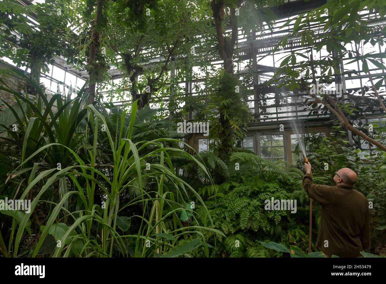 Moscow, Russia. 12th November, 2016 An employee waters plants in the Greenhouse of the N.V. Tsits in Main Botanical Garden of the Russian Academy of Sciences in Moscow, Russia Stock Photo