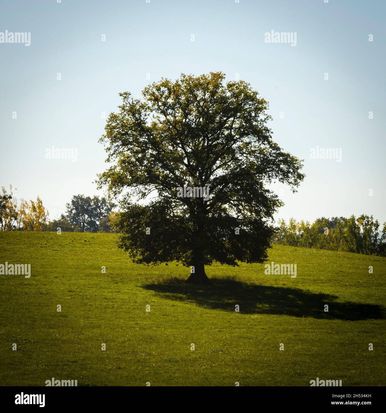 A solitary tree casts a long shadow on a lush green hillside under a ...