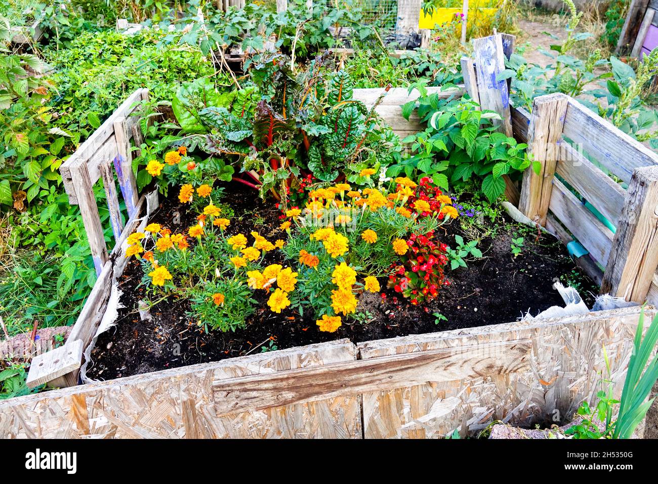 Raised bed vegetables flowers Marigolds Swiss chard, allotment garden