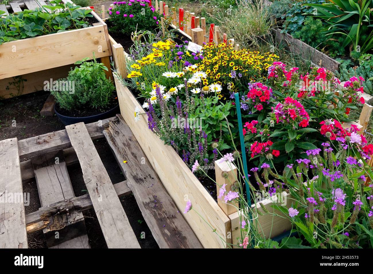 Community garden gardening city urban flowers in bed, wooden pallets, pallet wood raised bed flowers Stock Photo