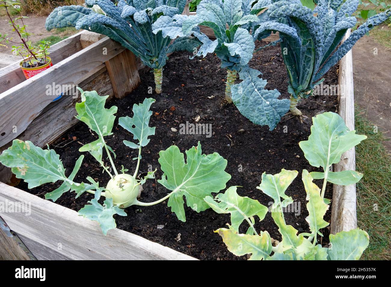 Kohlrabi growing in a raised bed garden allotment, vegetable garden